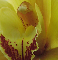 artistic photo based giclee of orchid